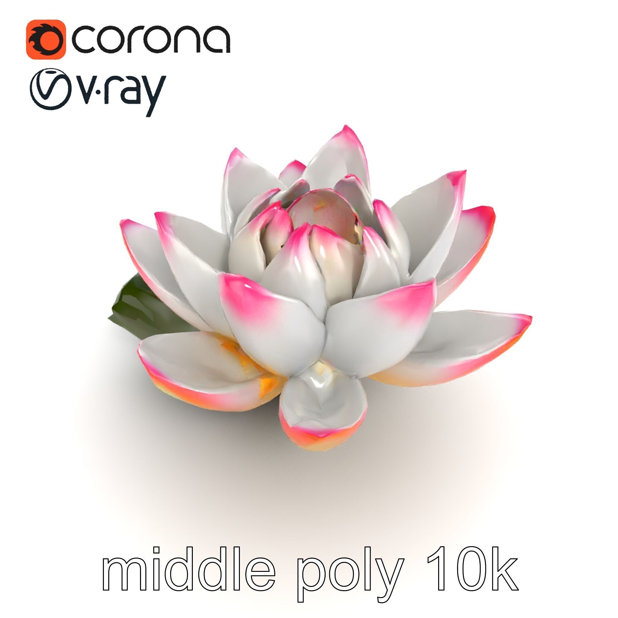 Tiger Water Lily Nymphaea Lotus Detailed Texture Model Pack Low-poly 3D model_17
