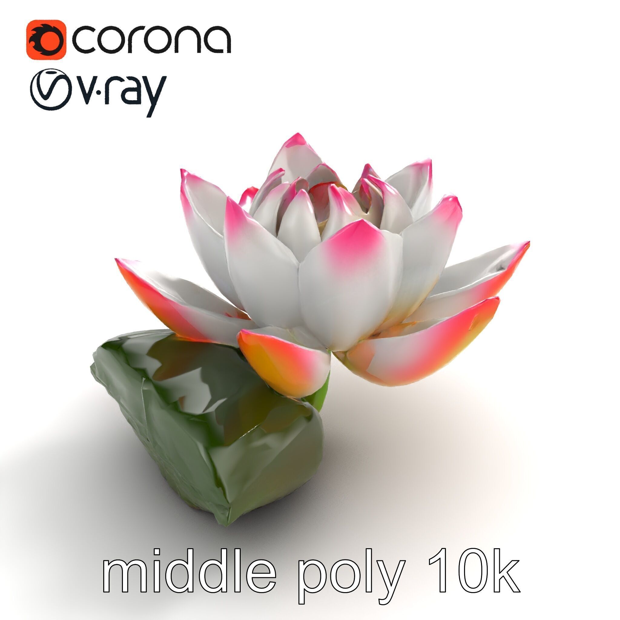 Tiger Water Lily Nymphaea Lotus Detailed Texture Model Pack Low-poly 3D model_8