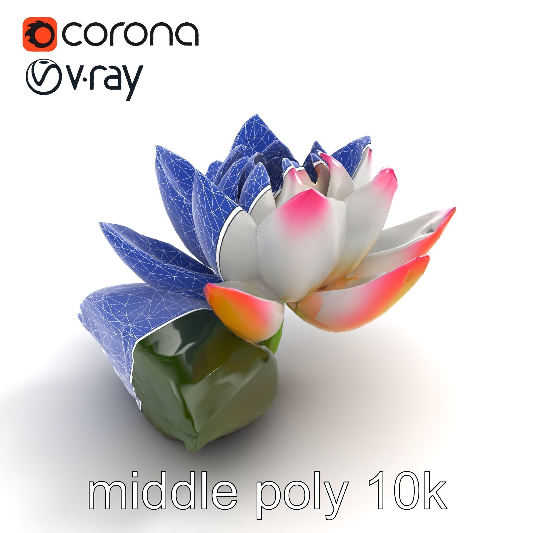 Tiger Water Lily Nymphaea Lotus Detailed Texture Model Pack Low-poly 3D model_31