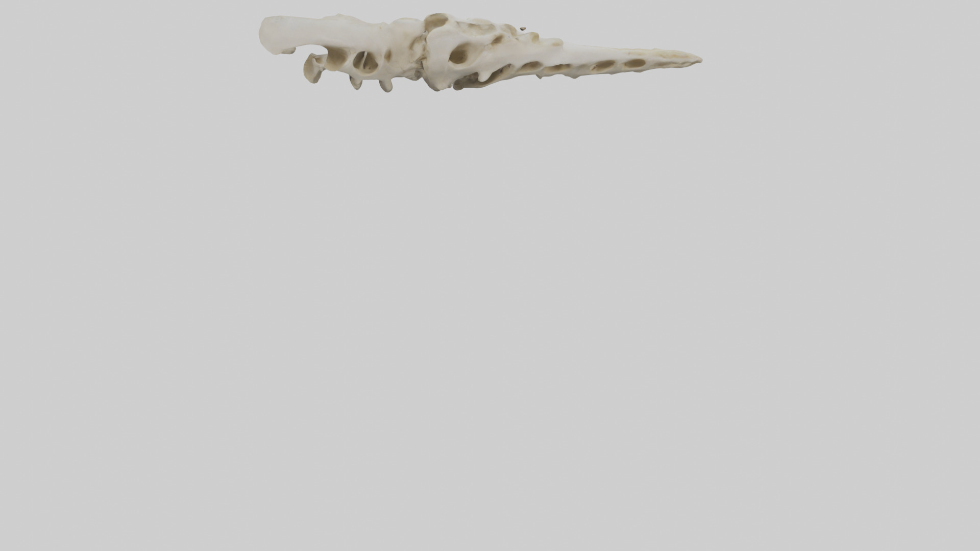 Peacock Vertebrae Low-poly 3D model_4