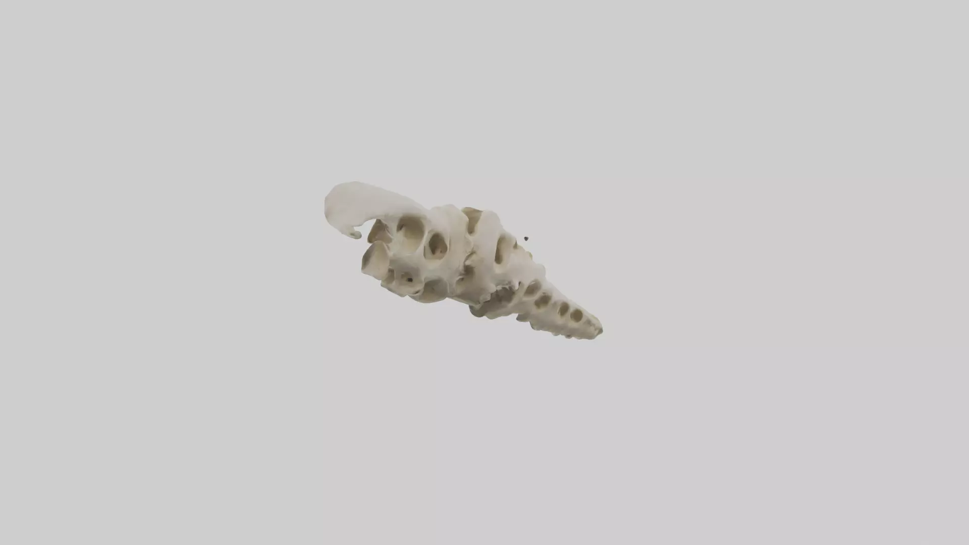 Peacock Vertebrae Low-poly 3D model_0