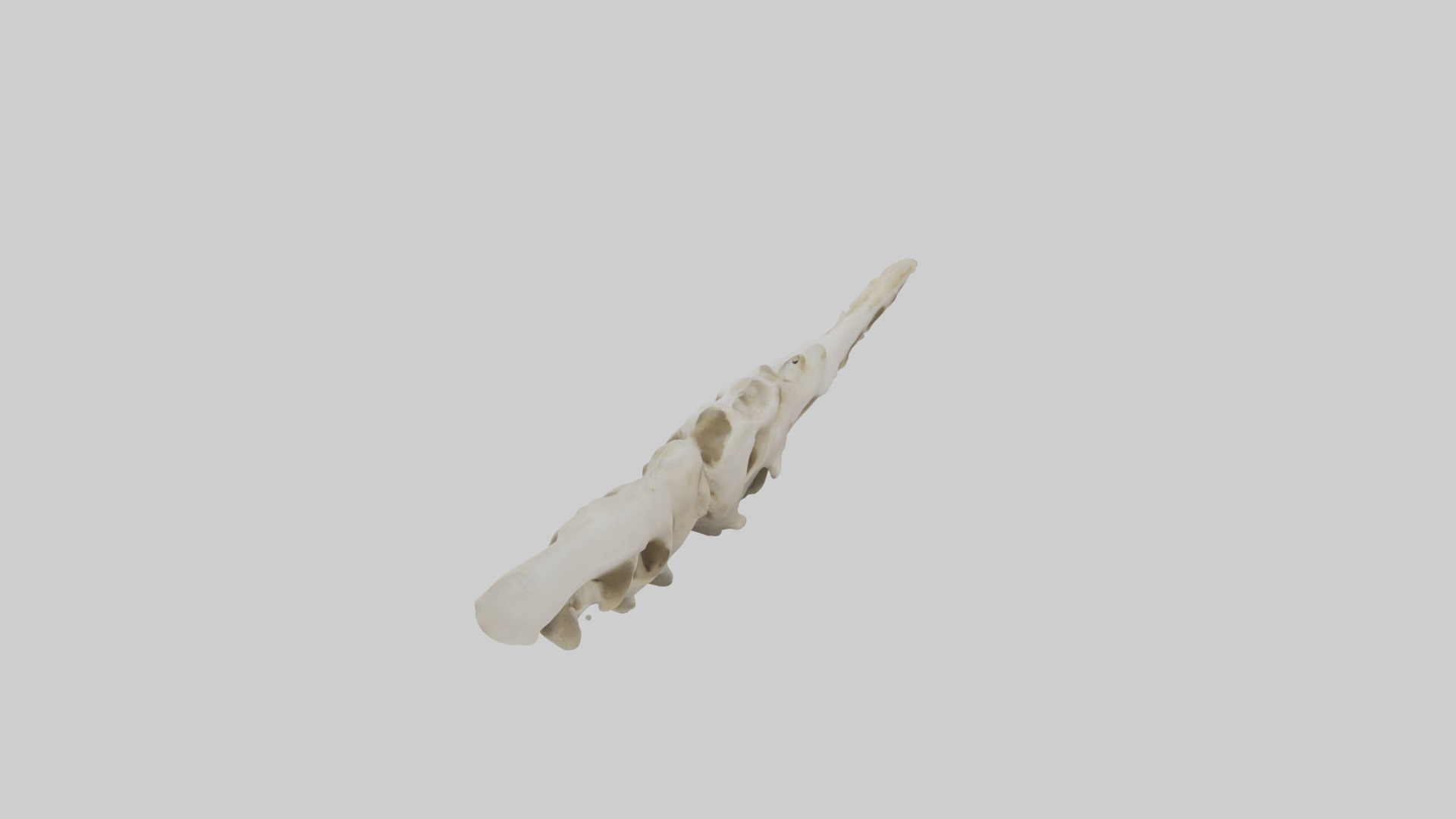 Peacock Vertebrae Low-poly 3D model_15