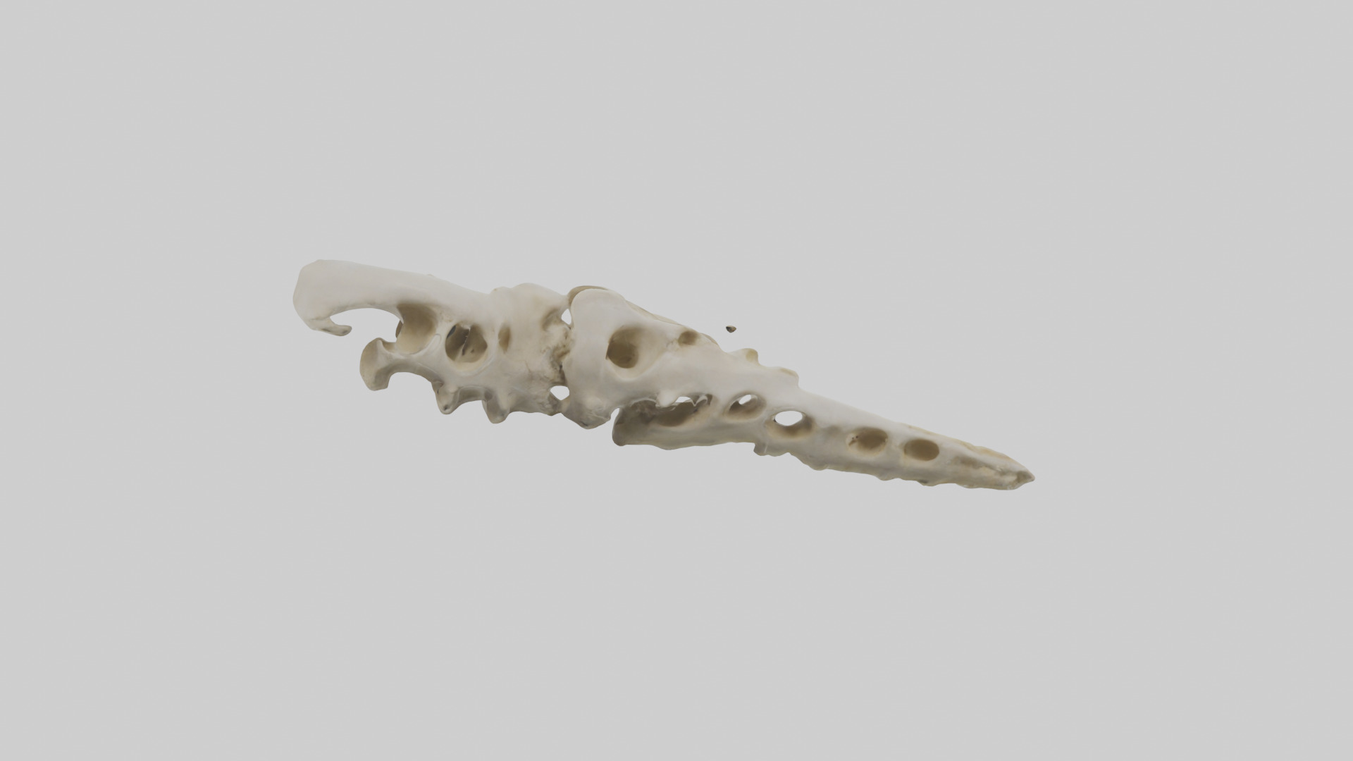 Peacock Vertebrae Low-poly 3D model_2