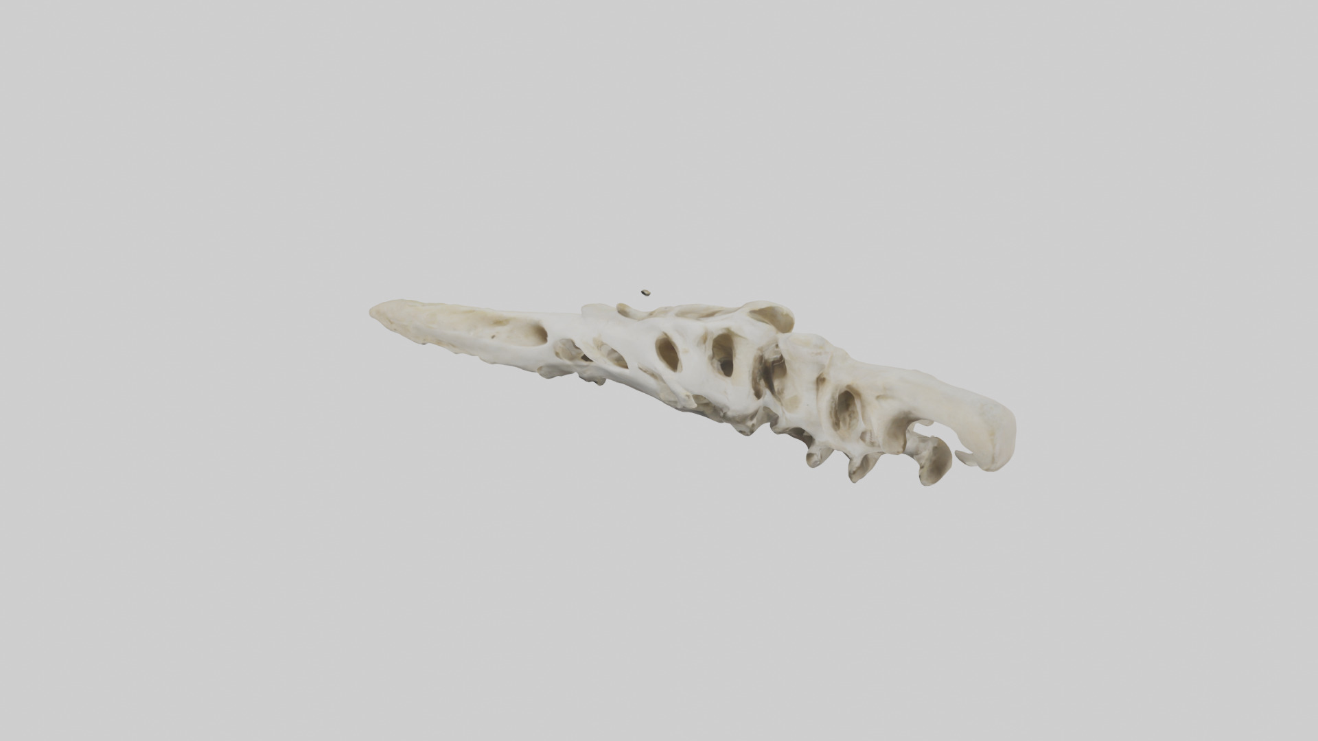 Peacock Vertebrae Low-poly 3D model_17
