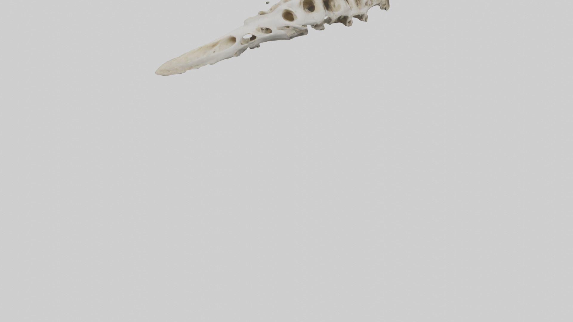 Peacock Vertebrae Low-poly 3D model_5