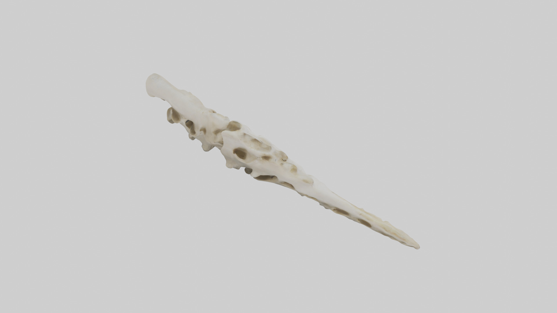 Peacock Vertebrae Low-poly 3D model_18