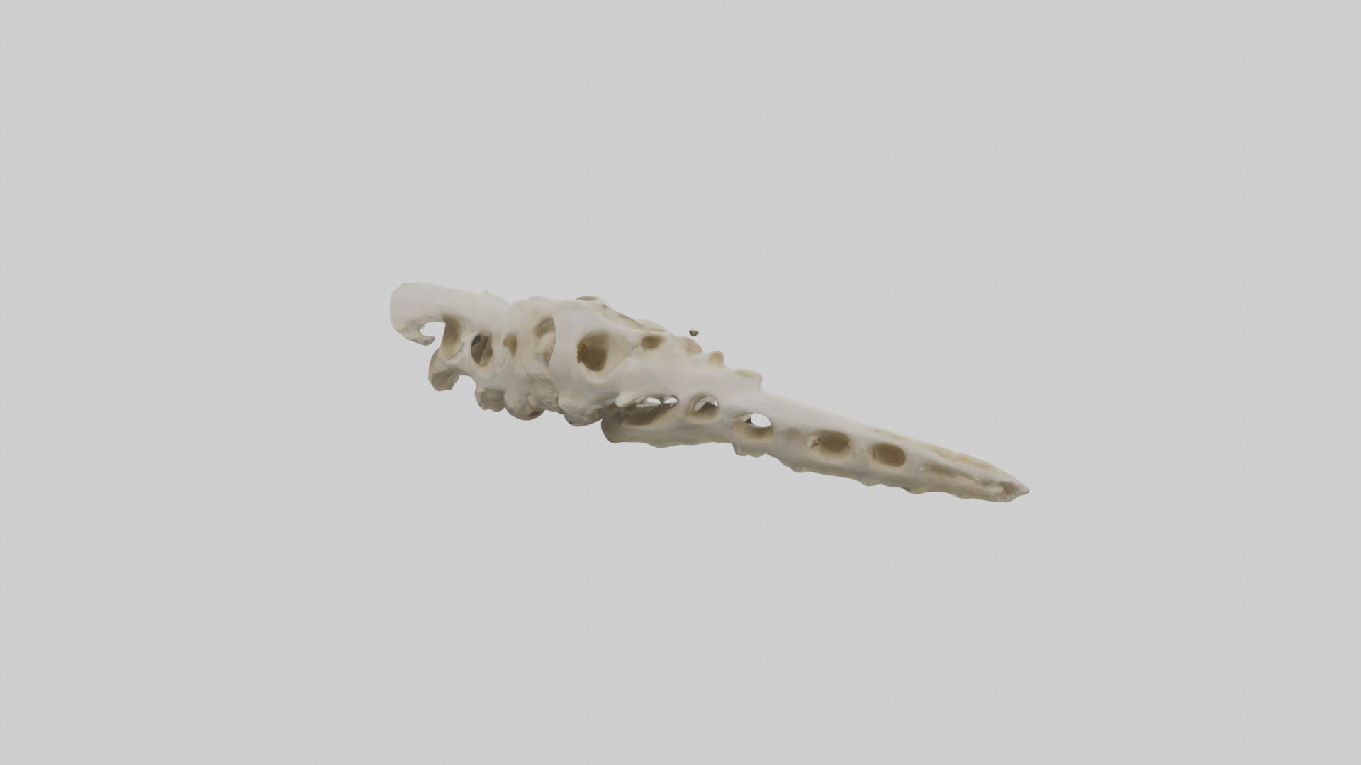 Peacock Vertebrae Low-poly 3D model_13