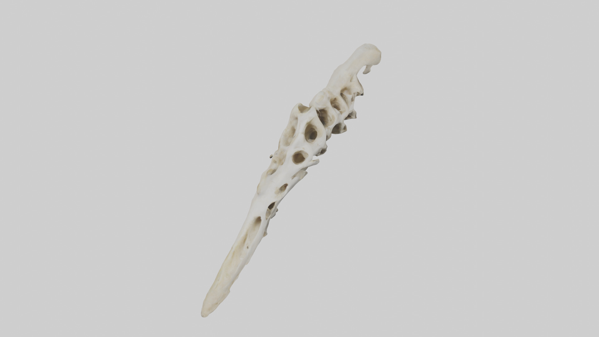 Peacock Vertebrae Low-poly 3D model_16