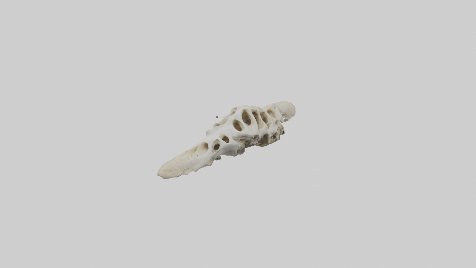 Peacock Vertebrae Low-poly 3D model_9