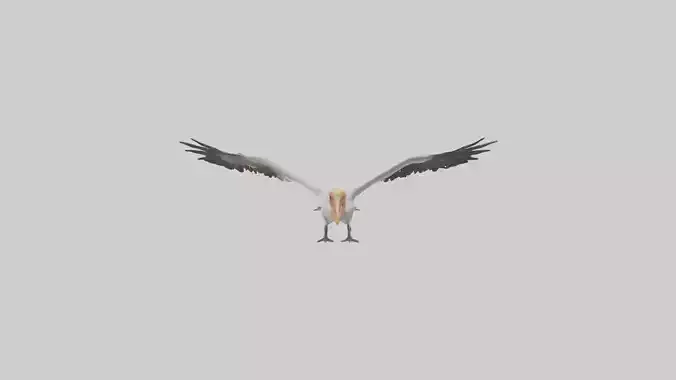 Pelican catching fish model Low-poly 3D model