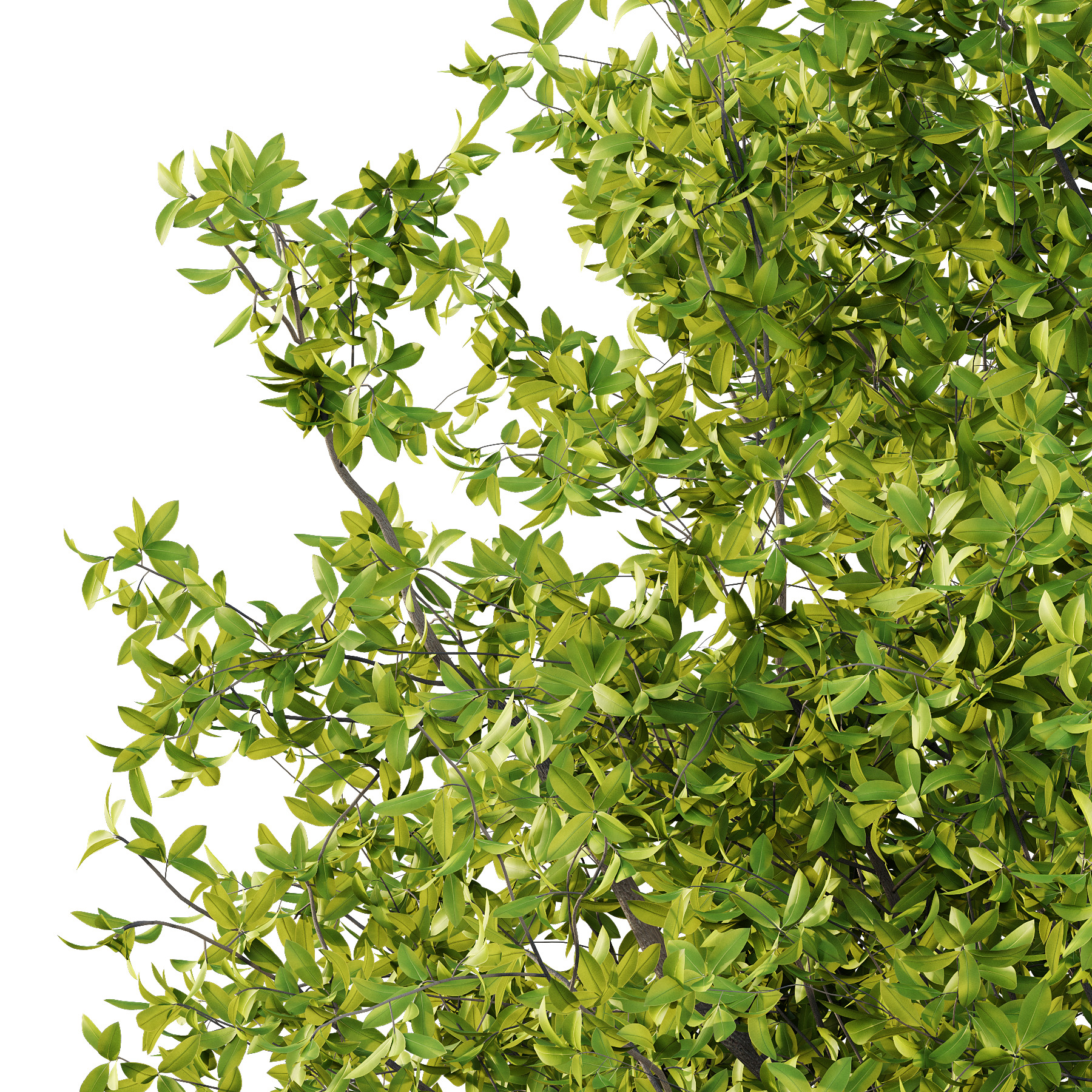 Osmanthus Fragrans Tree 01 3D model_3