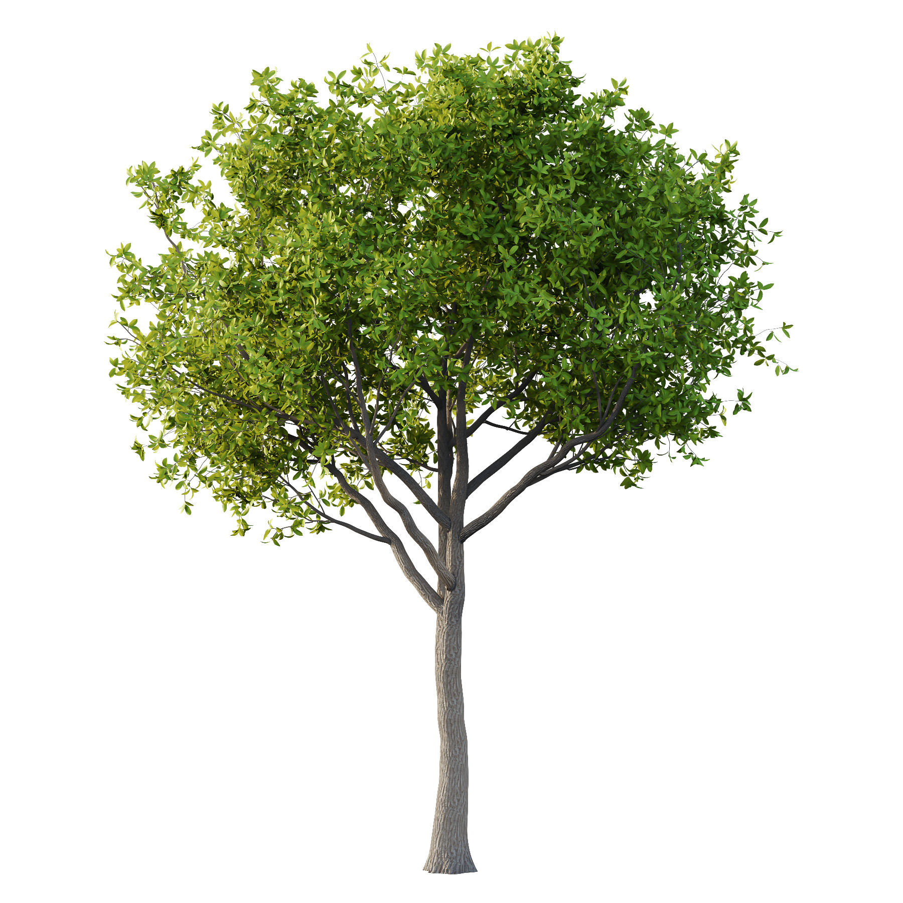 Osmanthus Fragrans Tree 01 3D model_2