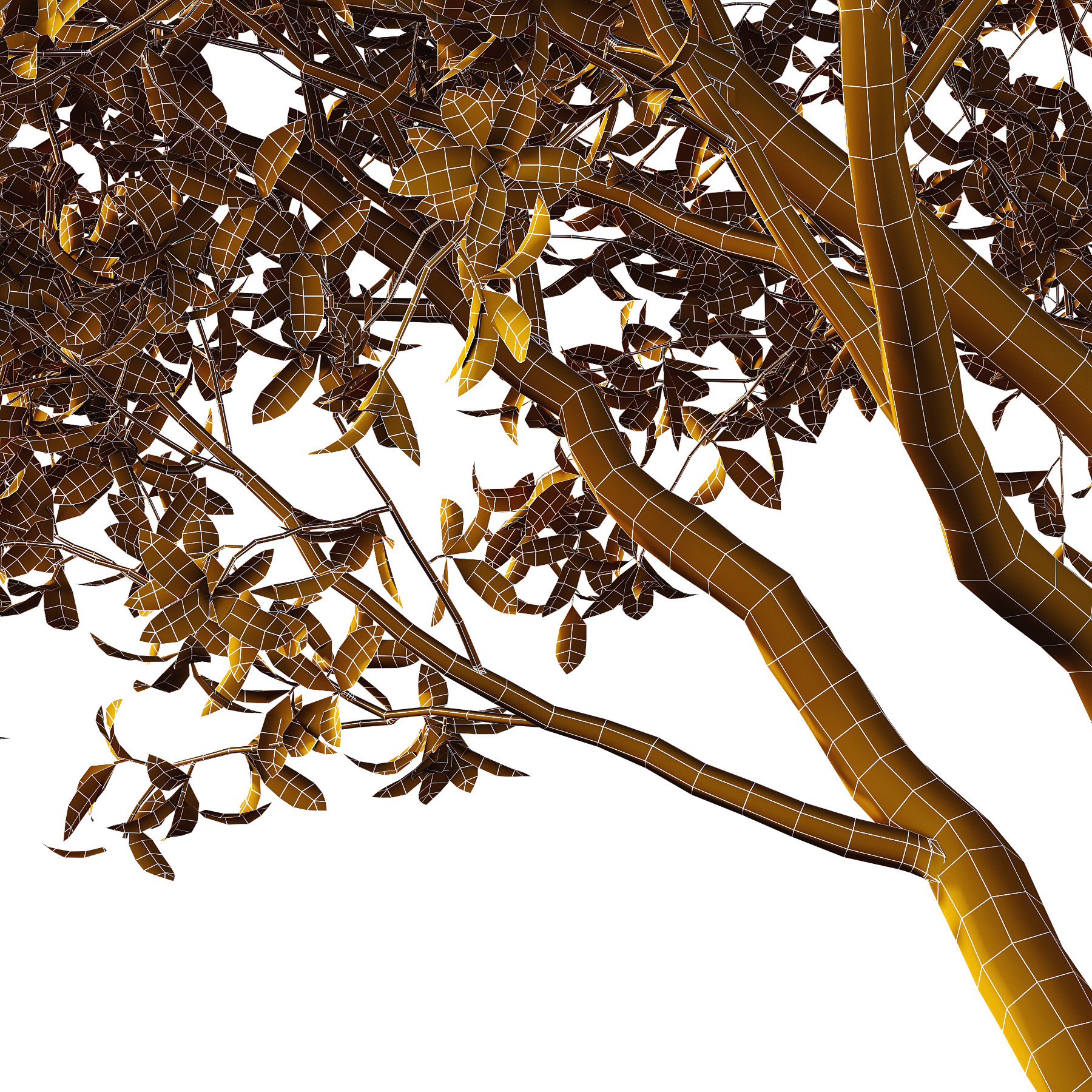 Osmanthus Fragrans Tree 01 3D model_4