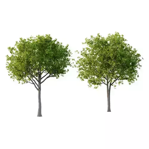 Osmanthus Fragrans Tree 01