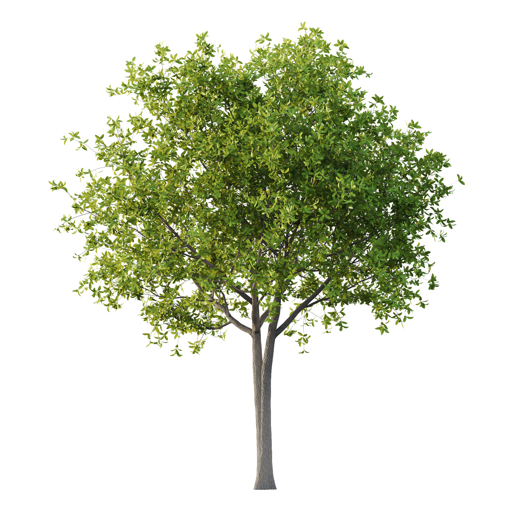 Osmanthus Fragrans Tree 01 3D model_1