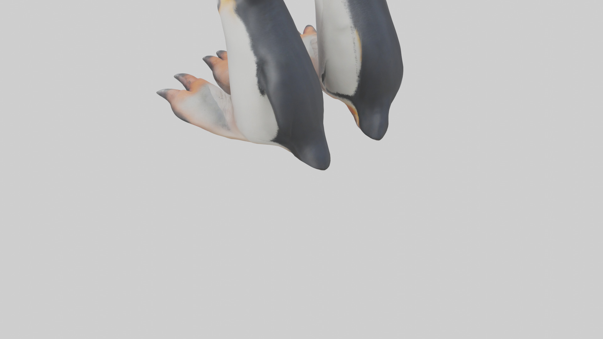 Penguin Feet Model Low-poly 3D model_3