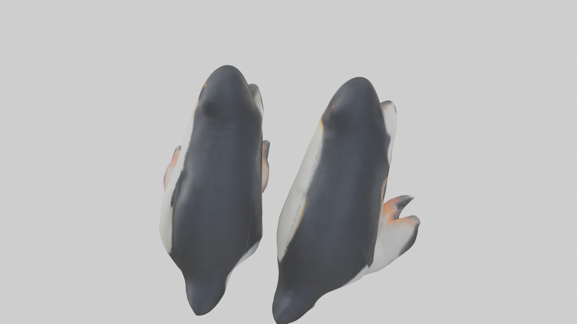 Penguin Feet Model Low-poly 3D model_15