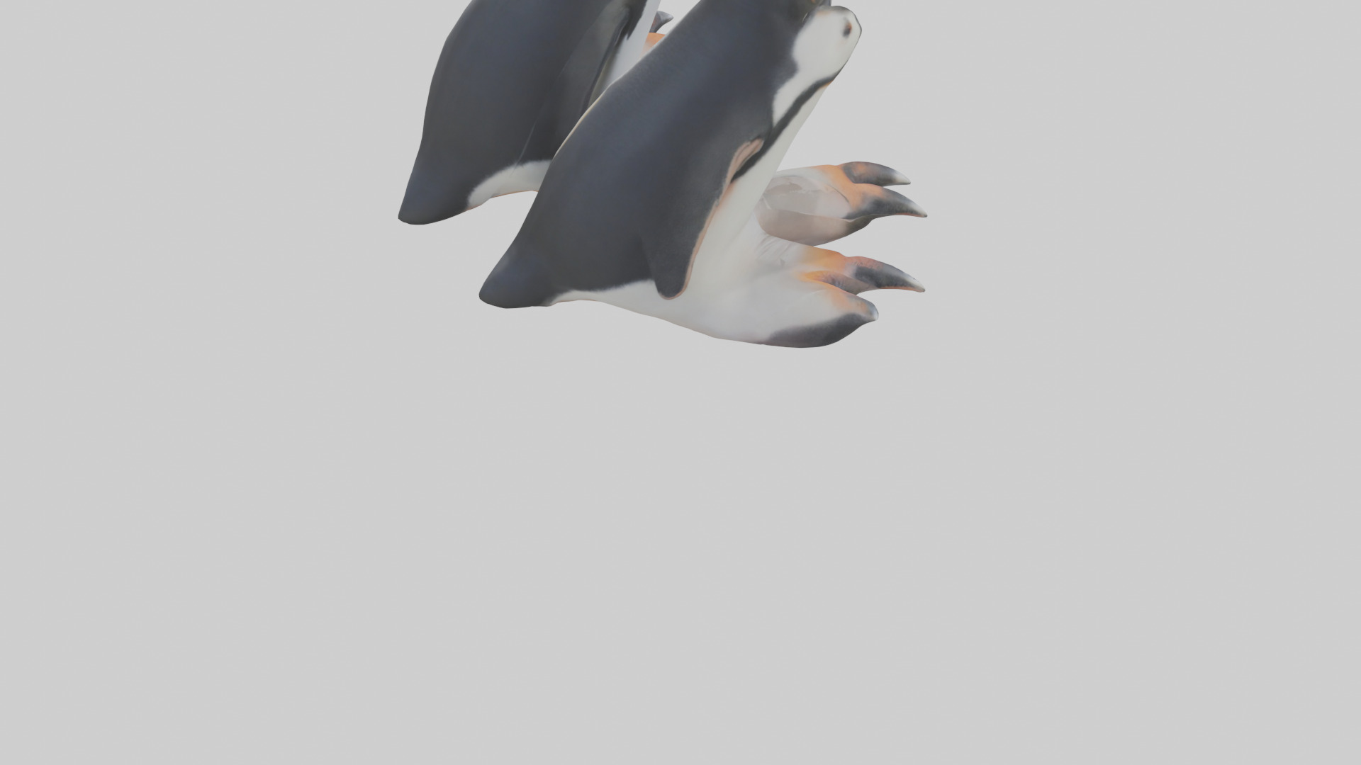Penguin Feet Model Low-poly 3D model_4