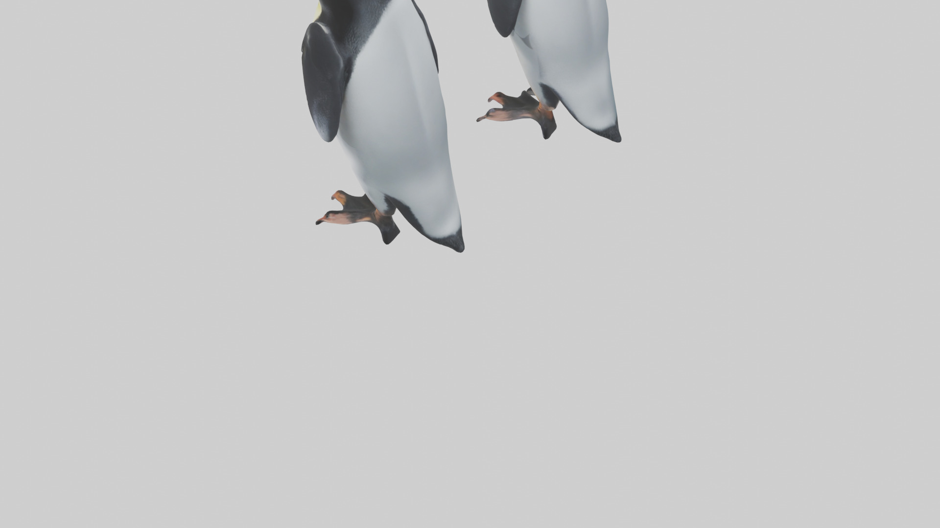 Penguin Flippers Low-poly 3D model_3