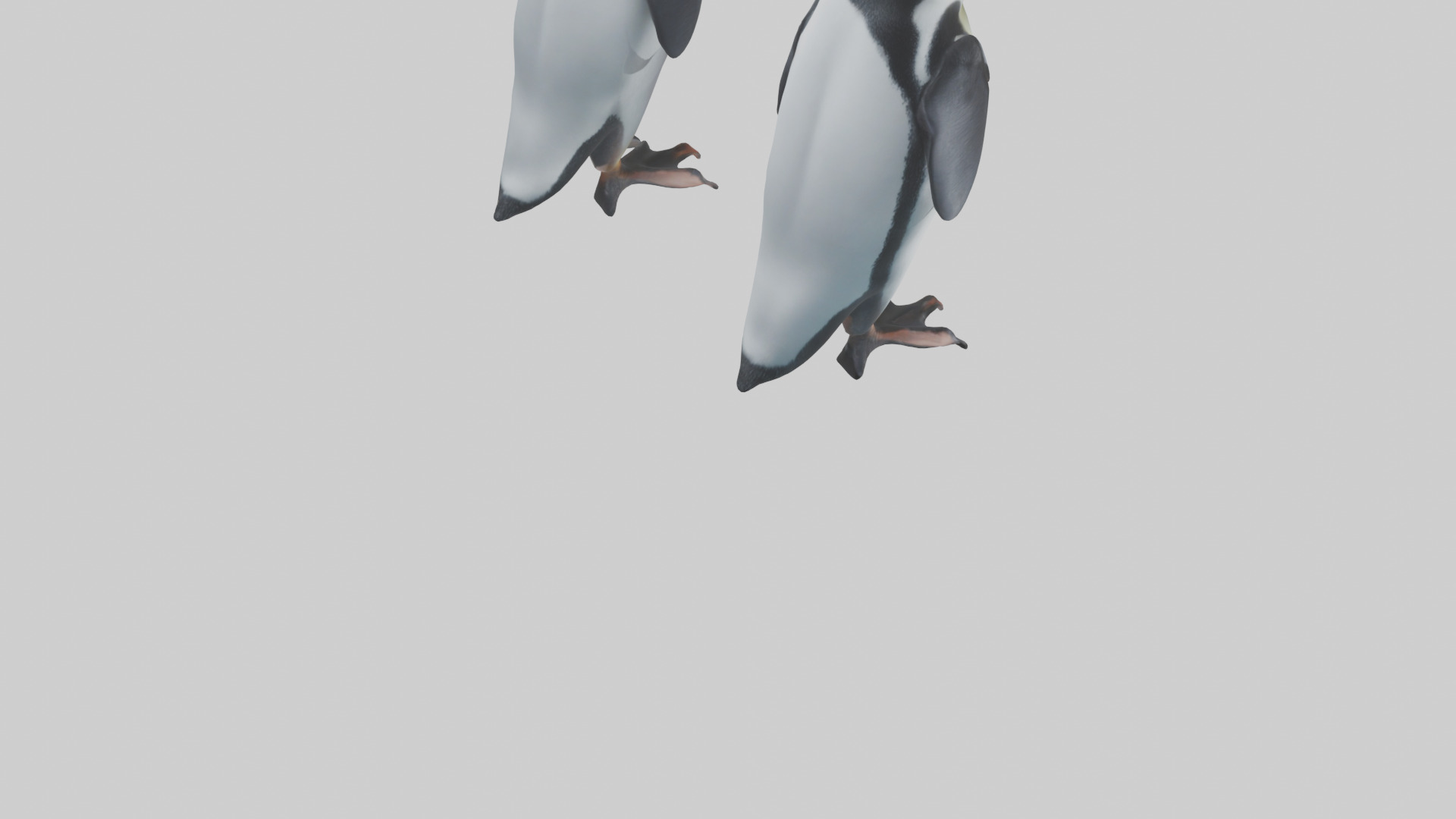 Penguin Flippers Low-poly 3D model_4