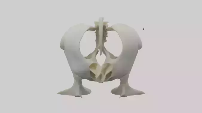 Penguin Pelvis