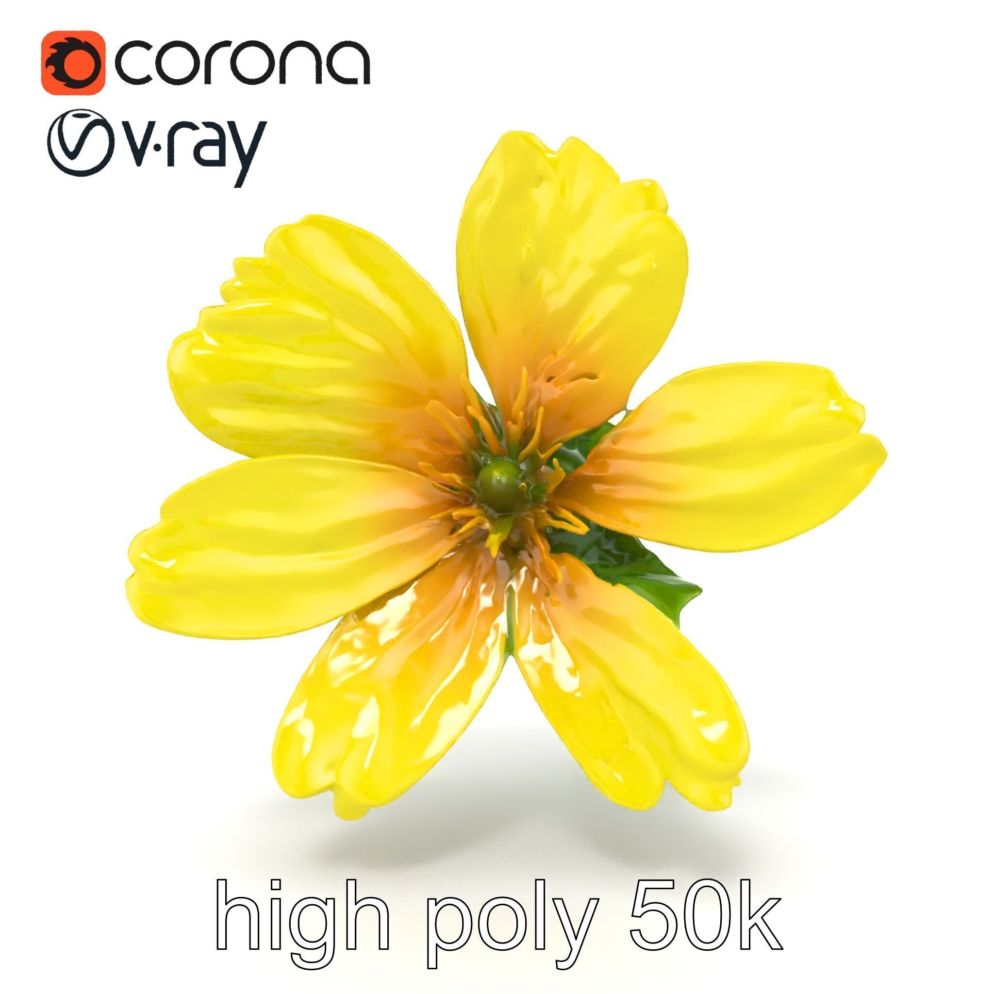Yellow Clover Flower Botanical model pack Low-poly 3D model_27
