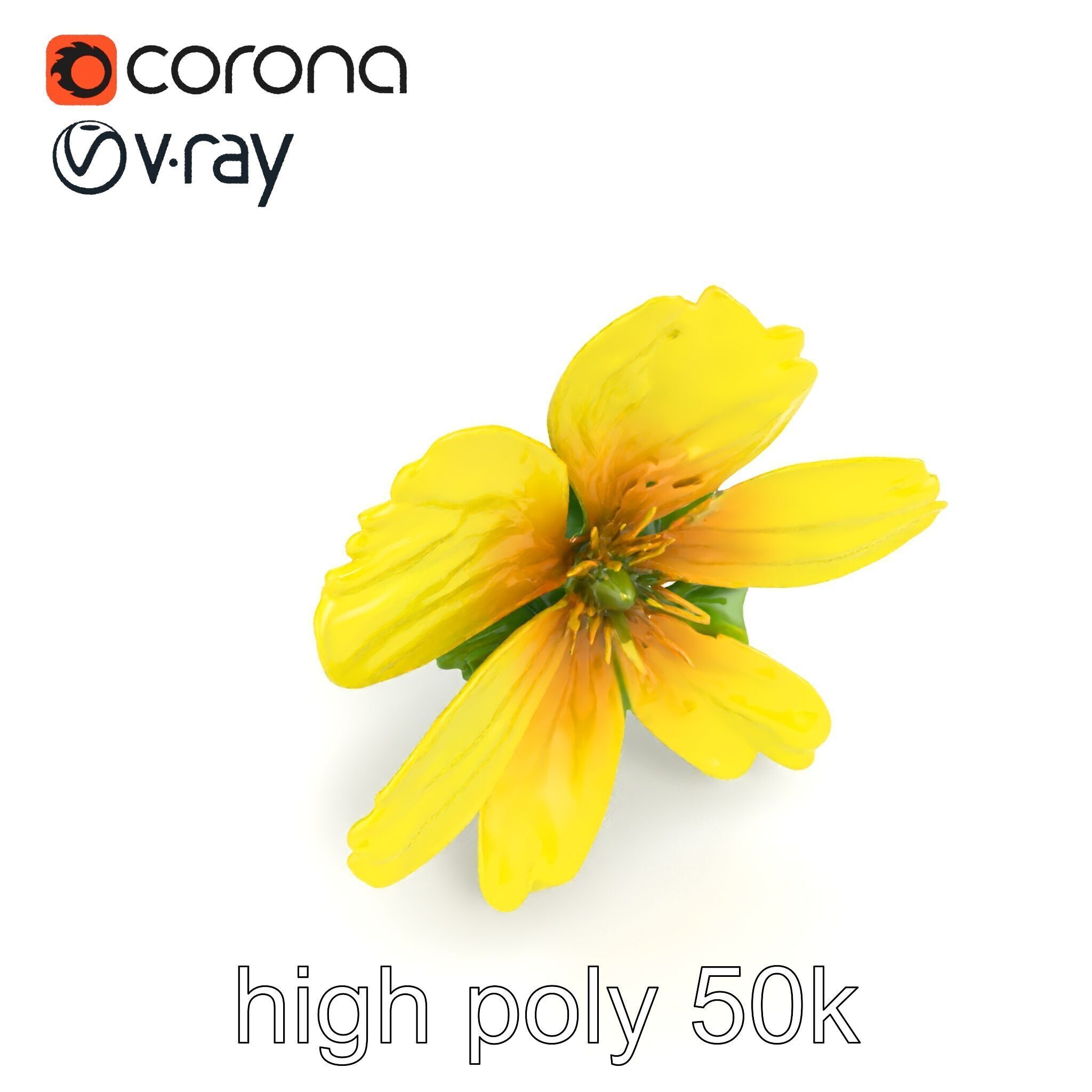 Yellow Clover Flower Botanical model pack Low-poly 3D model_17