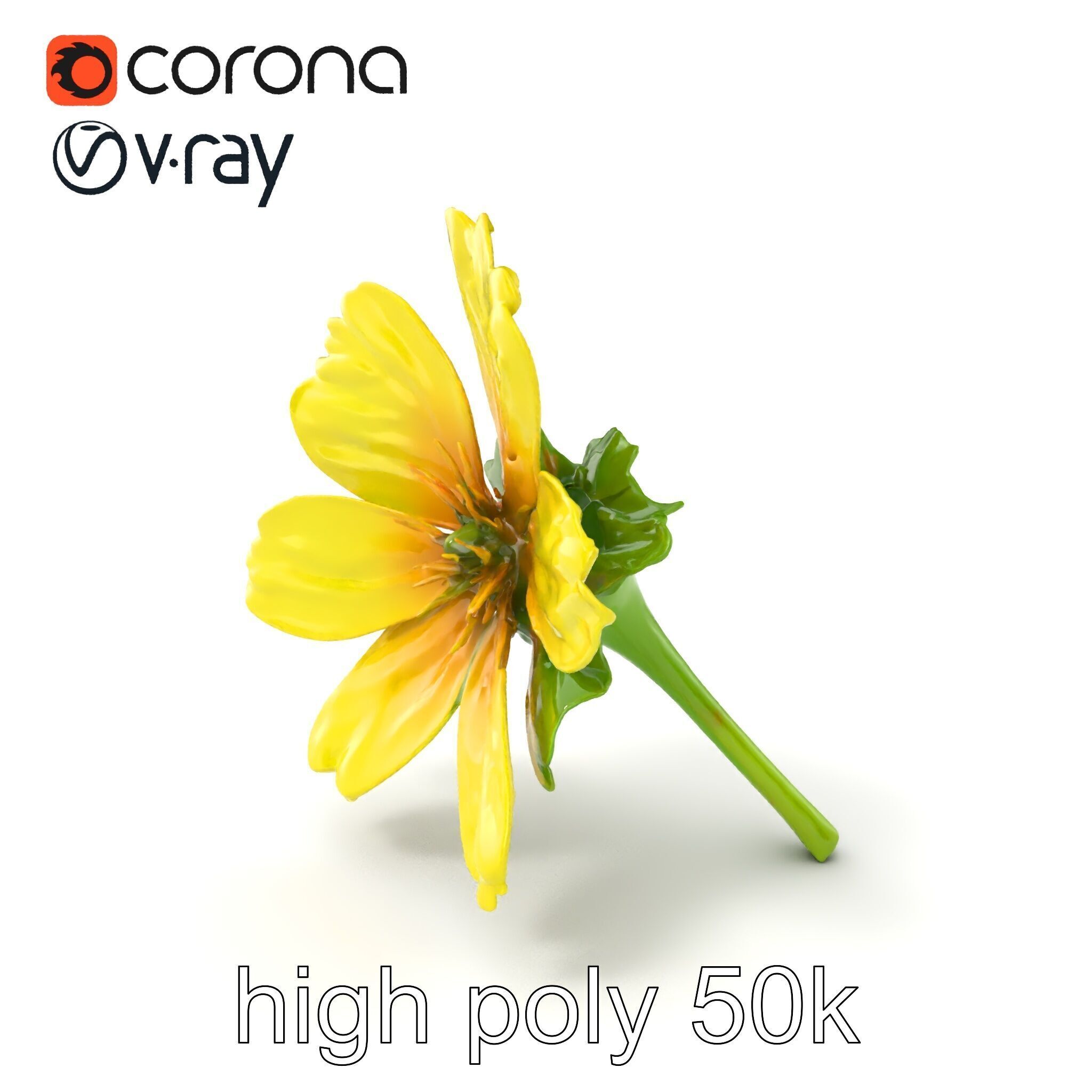 Yellow Clover Flower Botanical model pack Low-poly 3D model_2