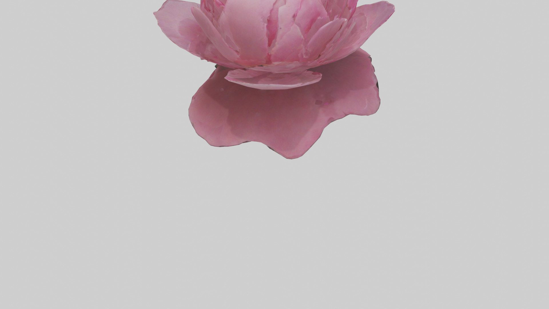 Peony Flower model 2 Low-poly 3D model_4