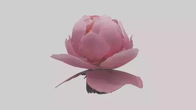 Peony Flower model 2