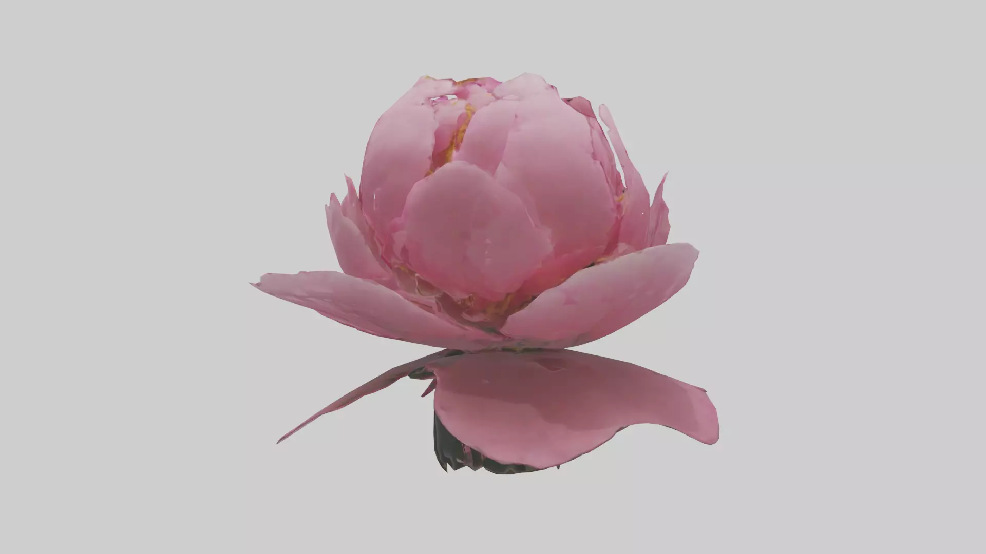 Peony Flower model 2 Low-poly 3D model_0