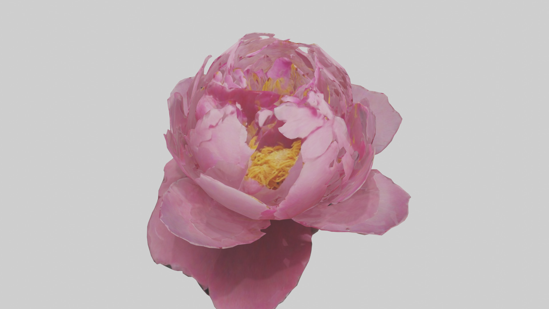 Peony Flower model 2 Low-poly 3D model_16
