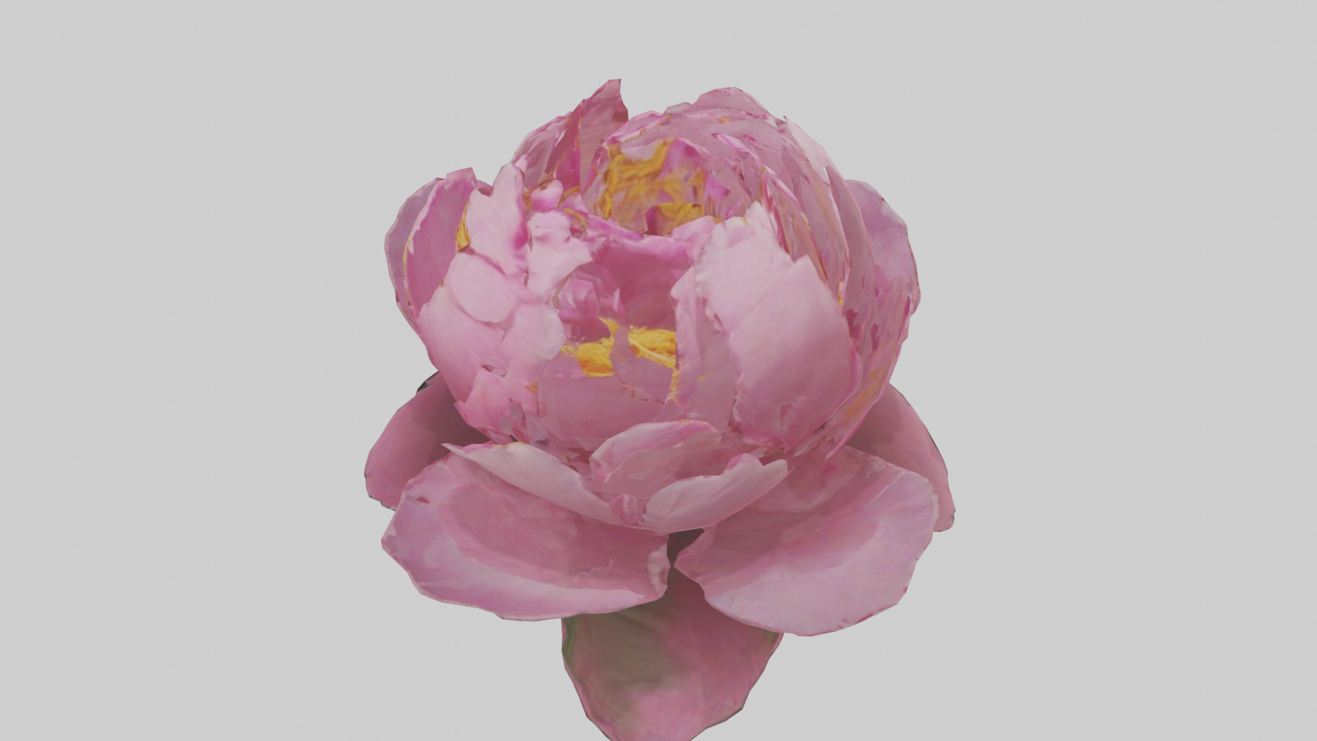 Peony Flower model 2 Low-poly 3D model_17
