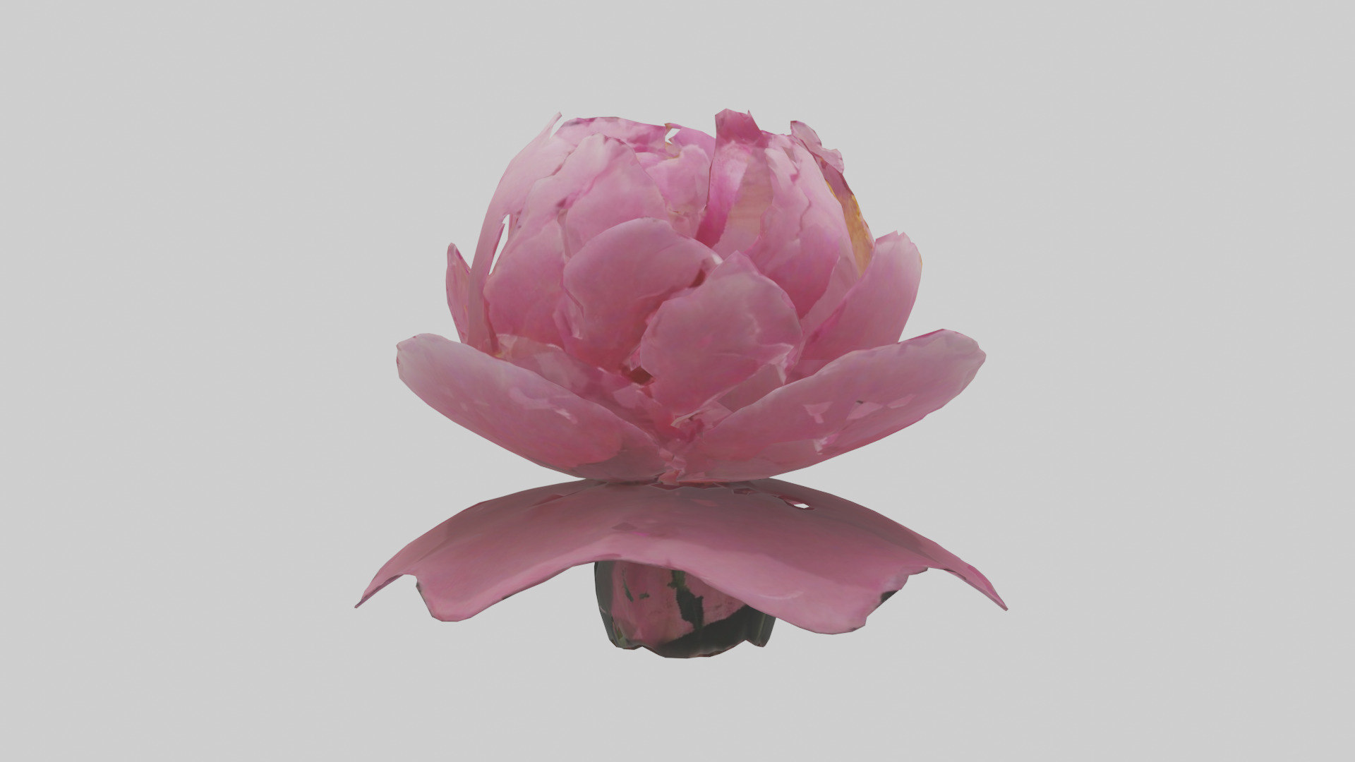 Peony Flower model 2 Low-poly 3D model_13