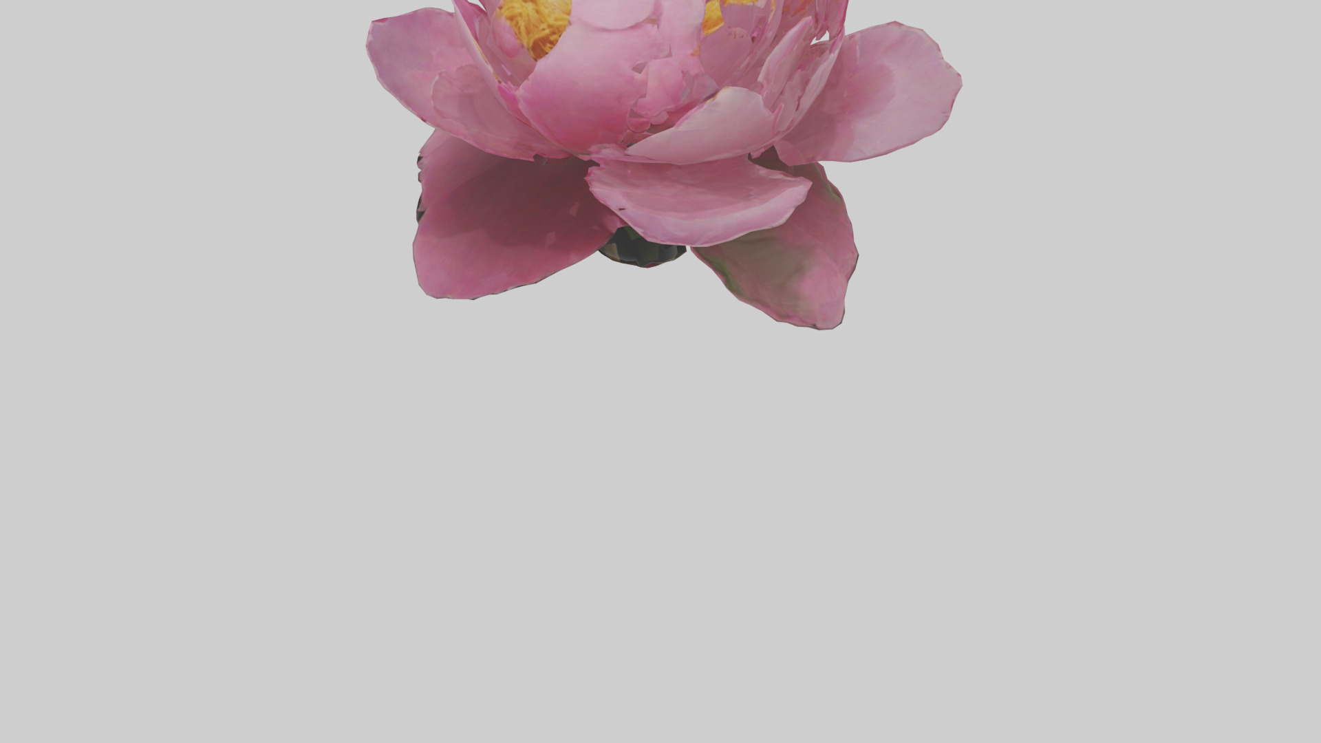 Peony Flower model 2 Low-poly 3D model_5