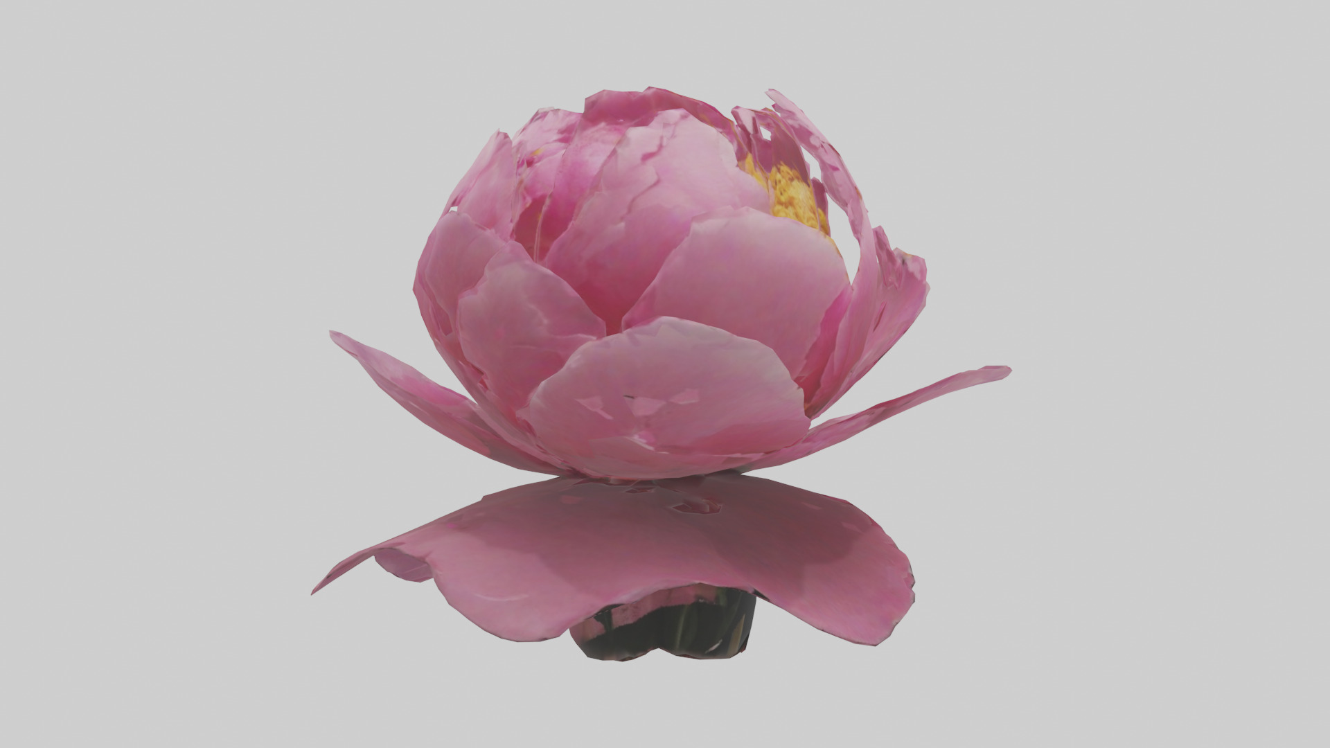 Peony Flower model 2 Low-poly 3D model_7