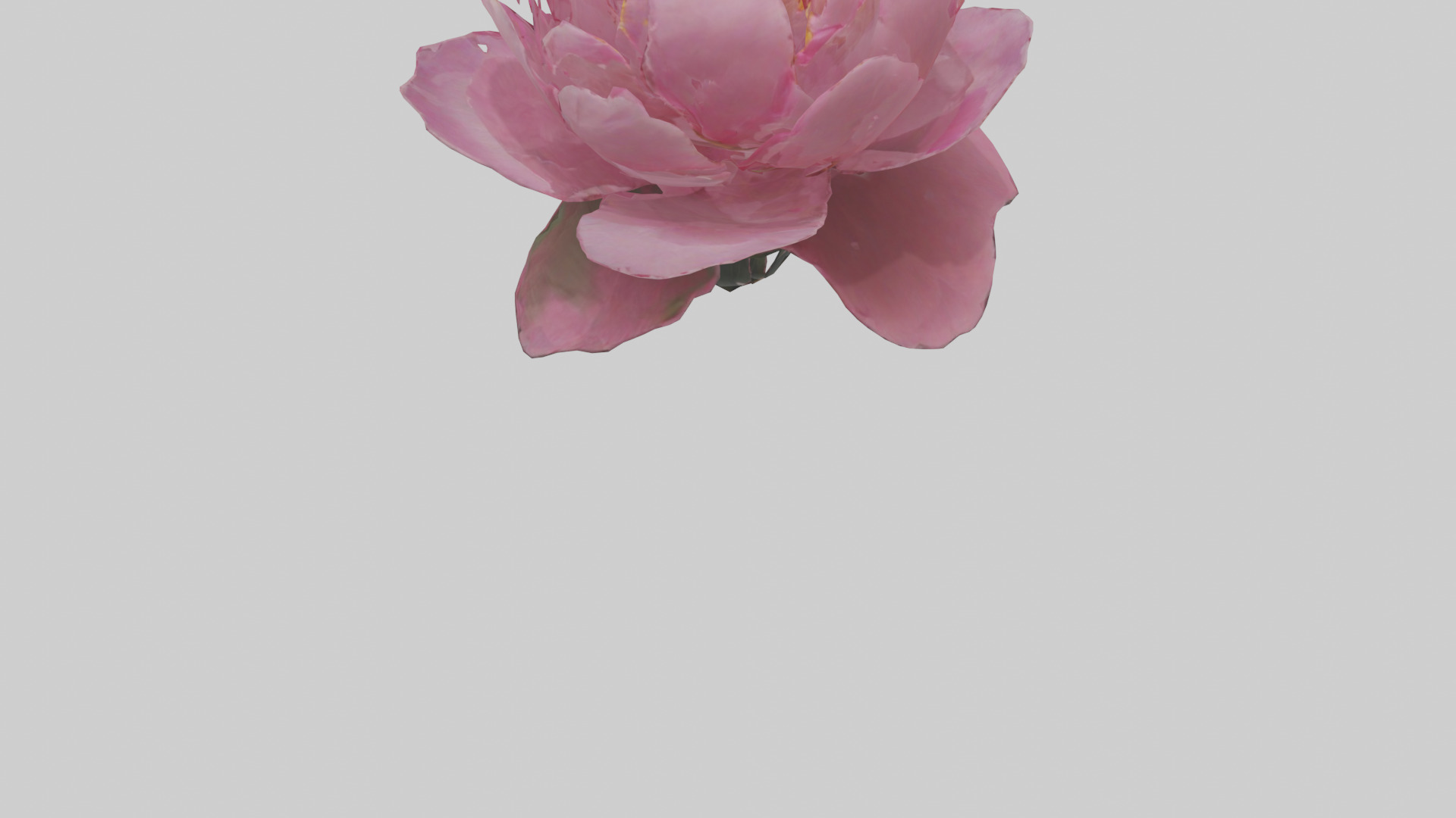 Peony Flower model 2 Low-poly 3D model_3