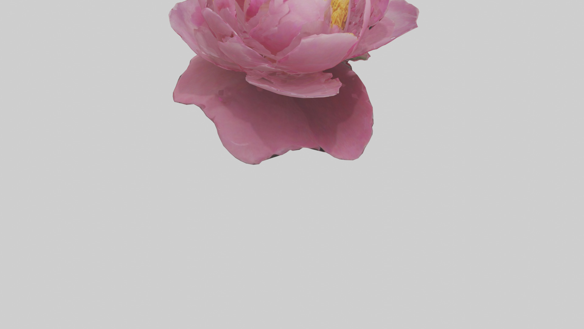 Peony Flower model 2 Low-poly 3D model_6