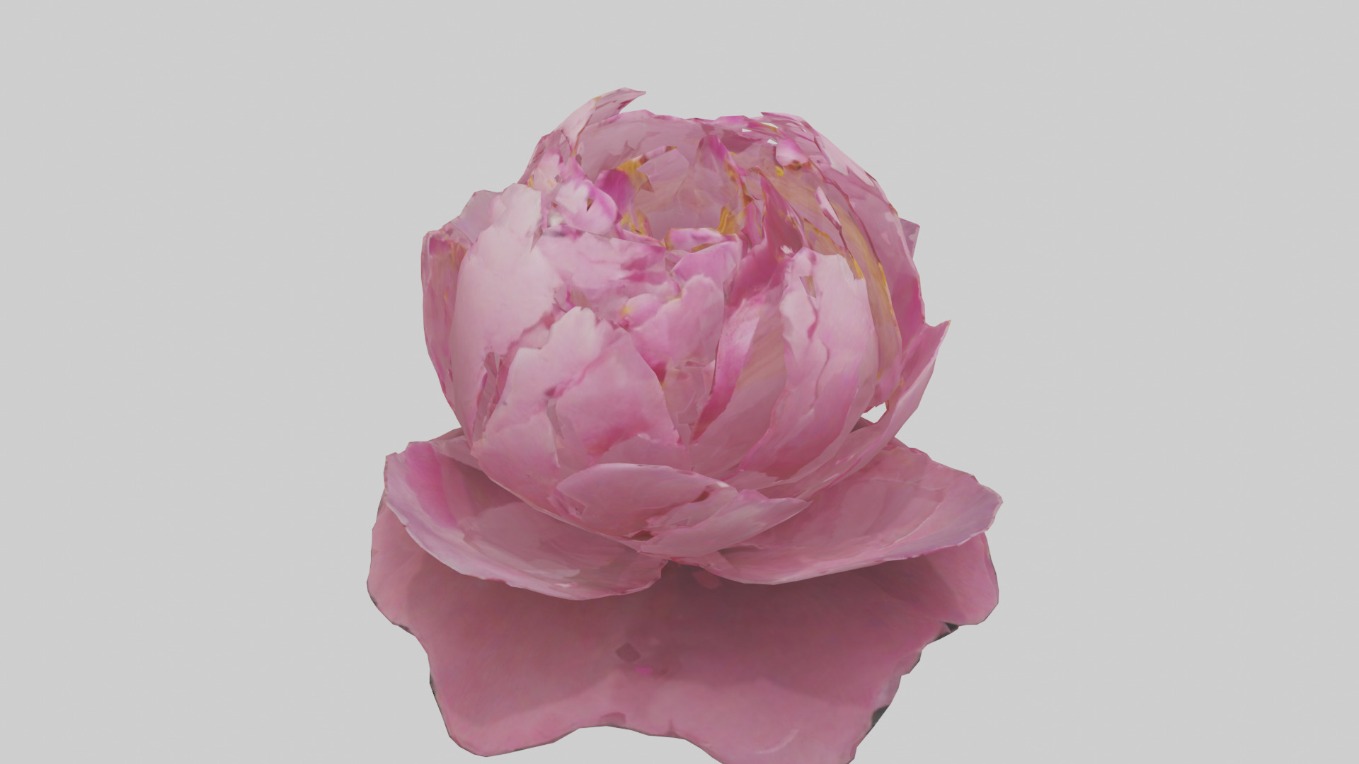 Peony Flower model 2 Low-poly 3D model_18