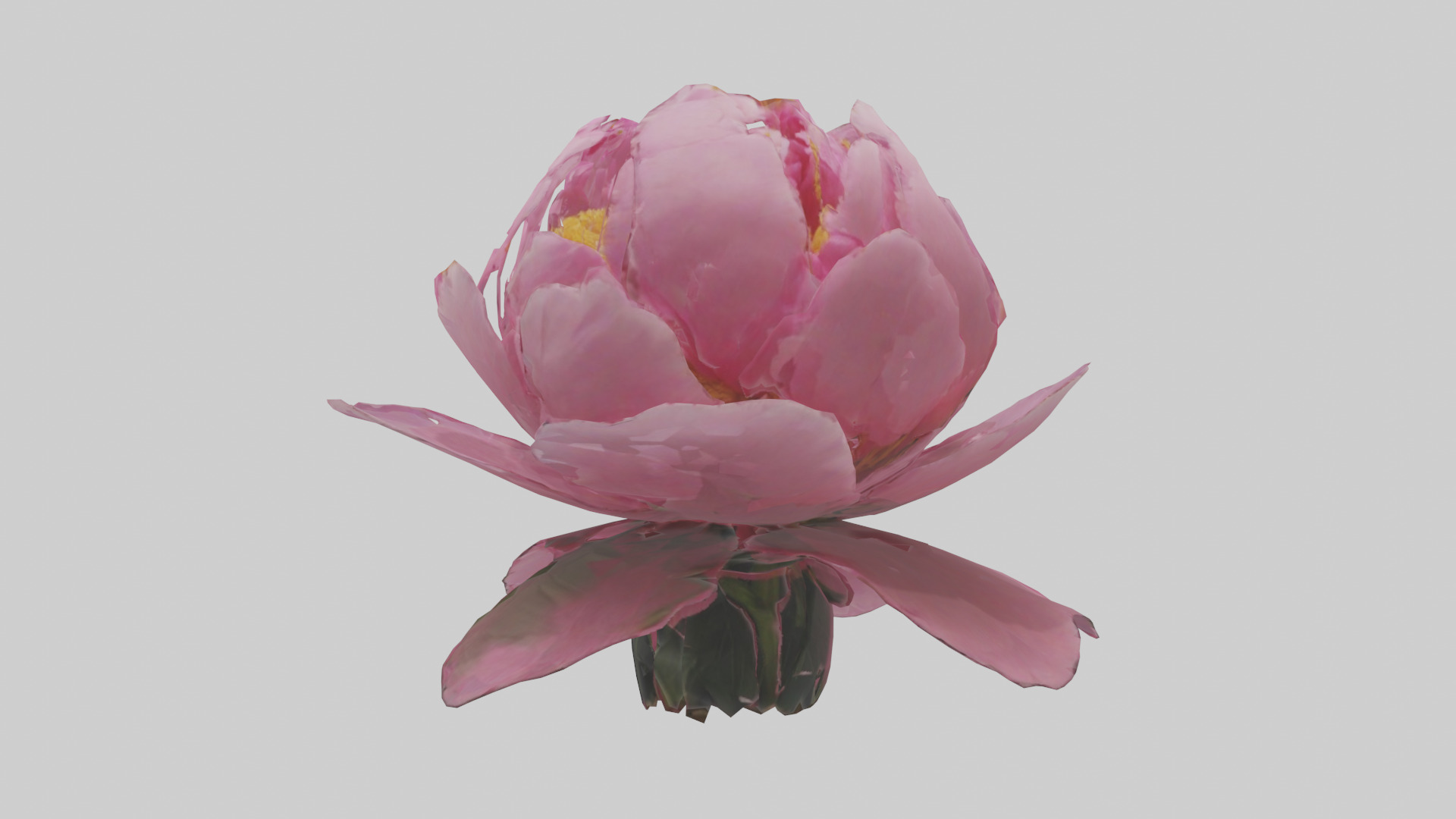 Peony Flower model 2 Low-poly 3D model_1