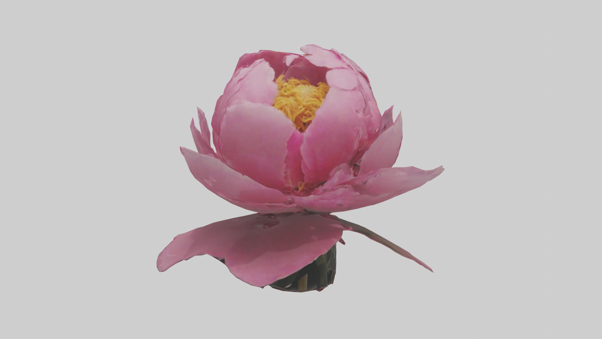 Peony Flower model 2 Low-poly 3D model_9