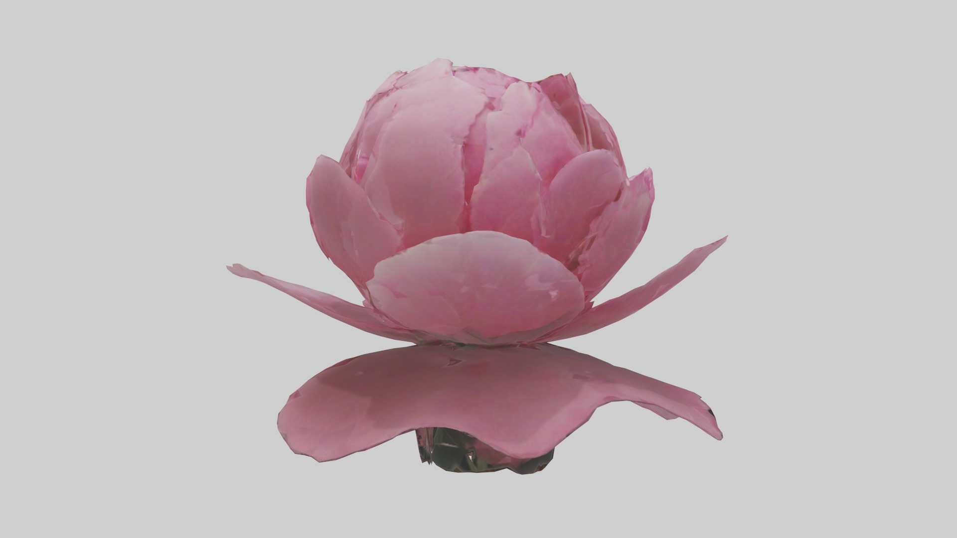Peony Flower model 2 Low-poly 3D model_2