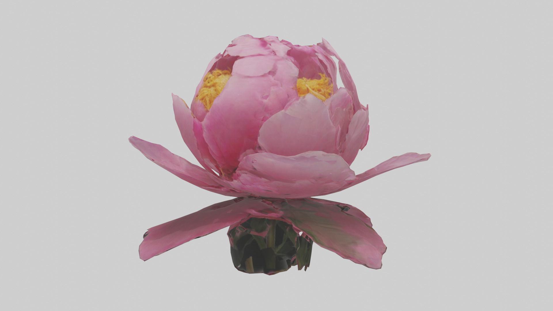 Peony Flower model 2 Low-poly 3D model_10