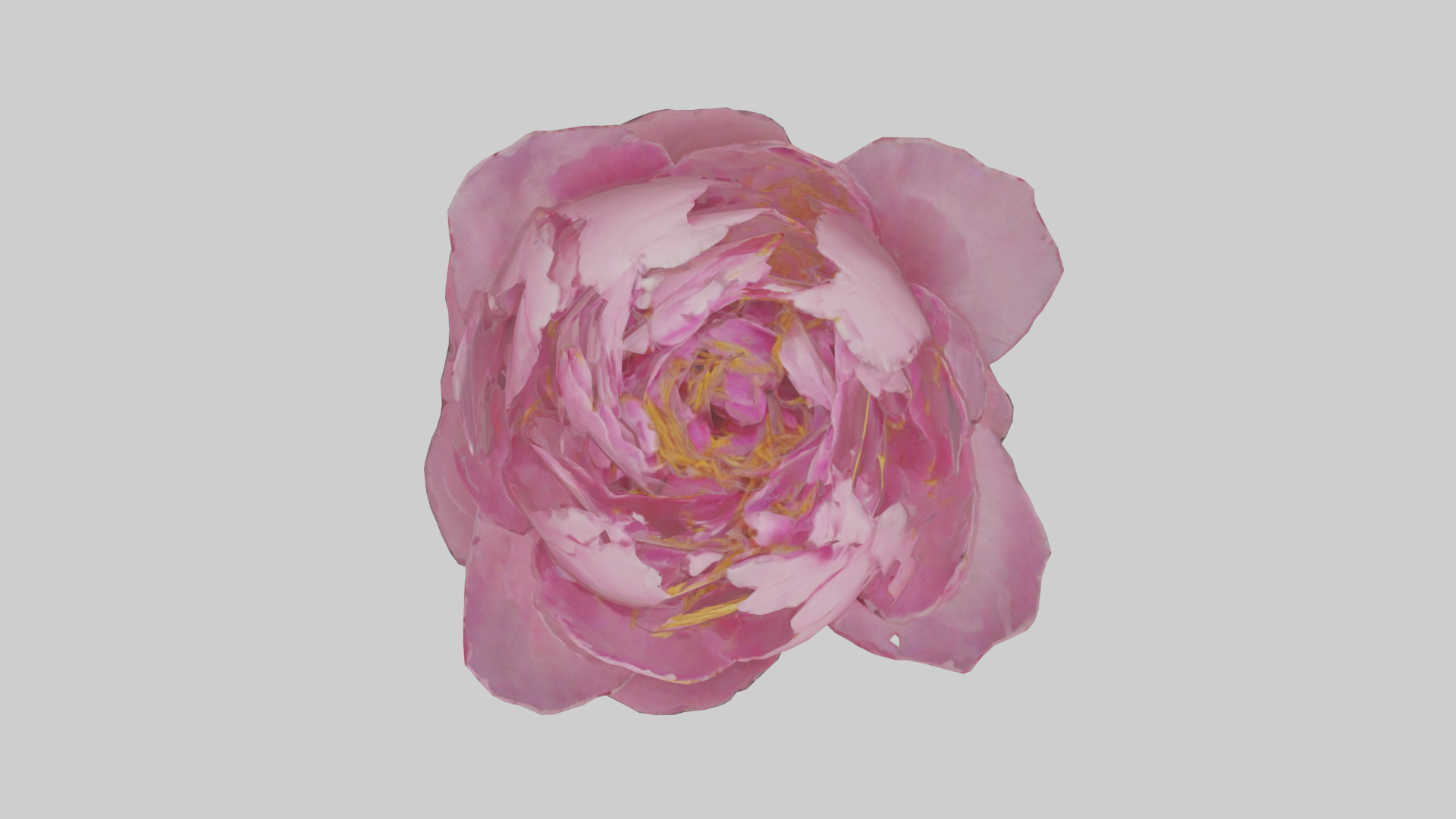 Peony Flower model 2 Low-poly 3D model_14