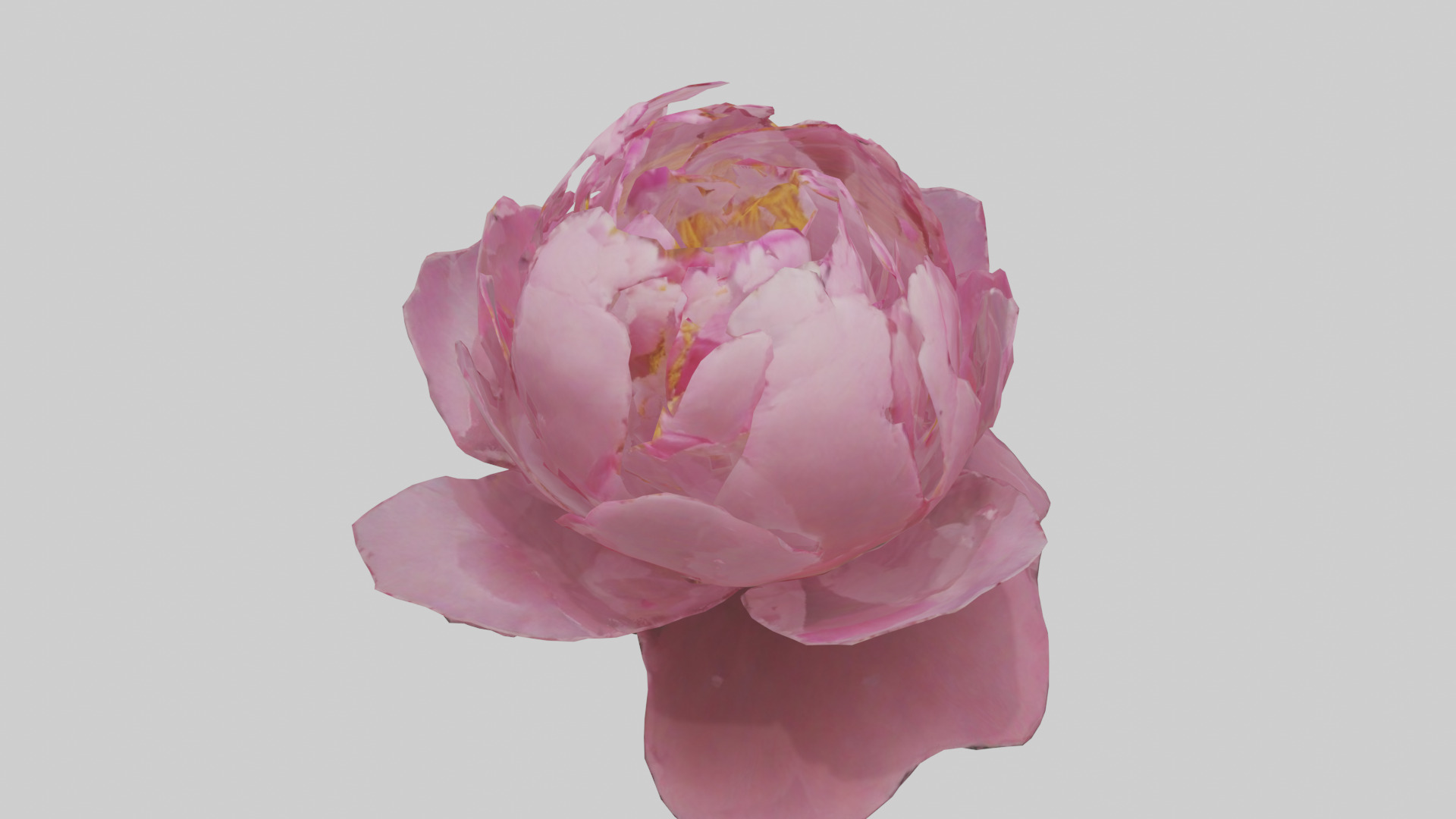 Peony Flower model 2 Low-poly 3D model_15