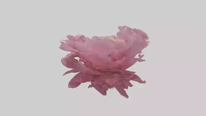 Peony model