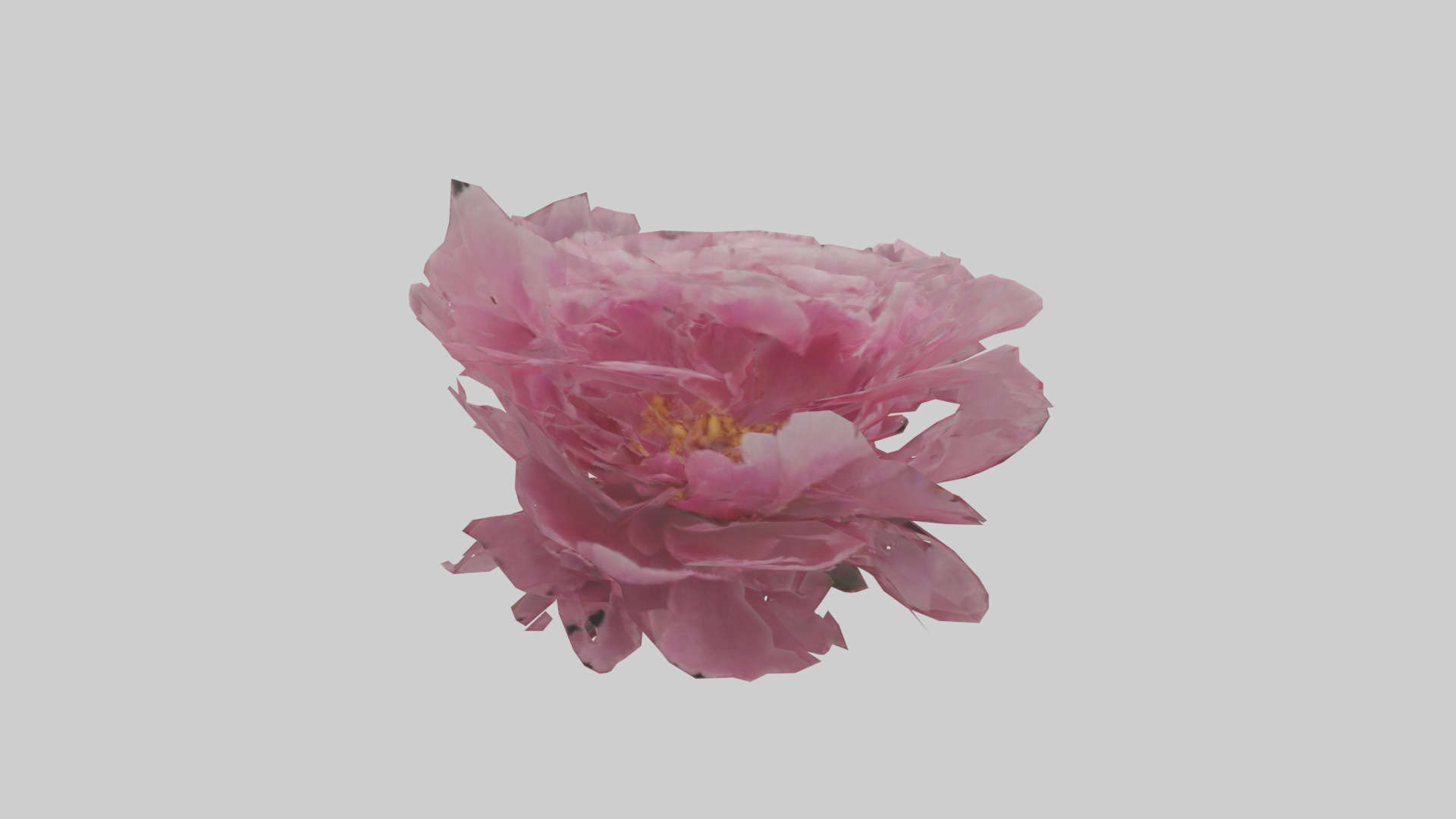 Peony model Low-poly 3D model_9