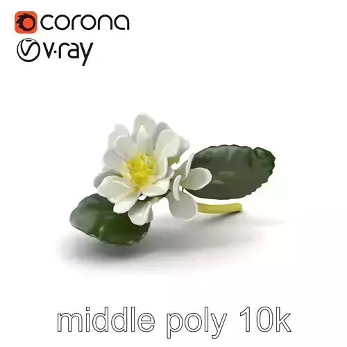 White Clover Flower Botanical Model Pack Low-poly 3D model
