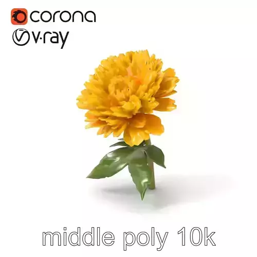 Ranunculus Alpina Elegant Yellow Petals Model Pack