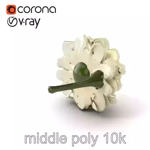 White Ranunculus Flower Detailed Botanical model pack